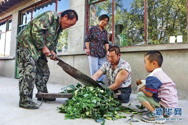 　7月14日，王曉兵（右二）和父親一起給羊鍘草。