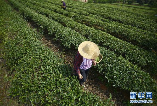 全國(guó)各產(chǎn)茶區(qū)迎來“明前茶”采摘高峰8