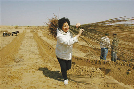 由于車子無法進(jìn)入沙漠，樹苗必須肩扛，年逾花甲的易解放每次都會帶頭參與。