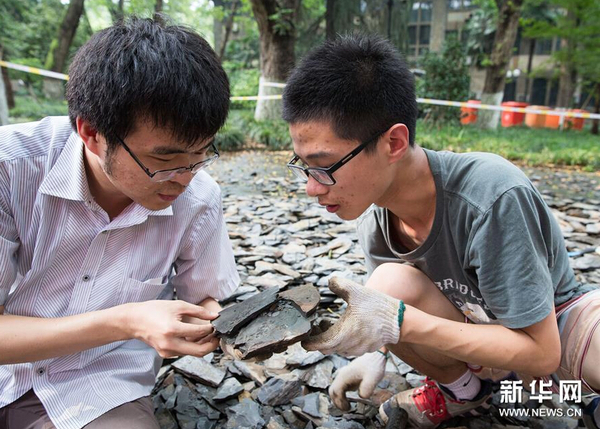 8月21日，市民在南京古生物博物館參加“砸化石”活動。