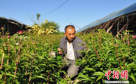 旋耕機把芍藥的枝條碰倒了，任建德正在扶枝。　沈睿燕 攝