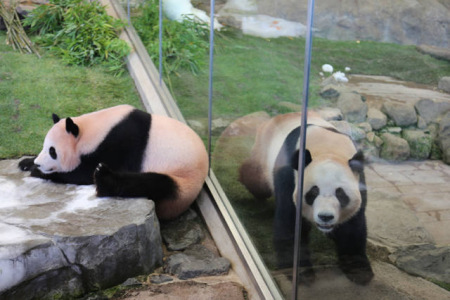 這是6月4日在日本和歌山縣白浜野生動物園拍攝的大熊貓“陽浜”(左)和“海浜”。(新華社記者方藝曉攝)