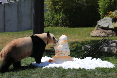 6月4日，在日本和歌山縣白浜野生動物園，大熊貓“優浜”享用動物園準備的禮物——一個由竹子、胡蘿卜、蘋果、蜂蜜制成的冰塊蛋糕。(新華社記者方藝曉攝)