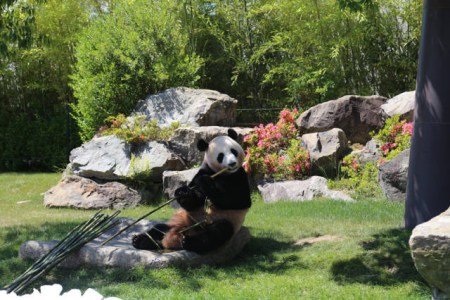 6月4日，在日本和歌山縣白浜野生動物園，大熊貓“優浜”在送別儀式上啃竹子。(新華社記者方藝曉攝)