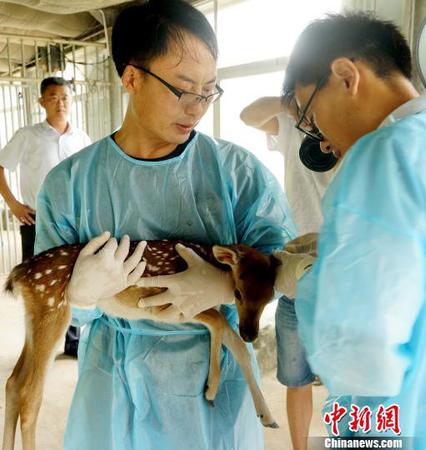 威海劉公島珍稀動物園的工作人員19日對新生小鹿進行體檢。　于智超 攝