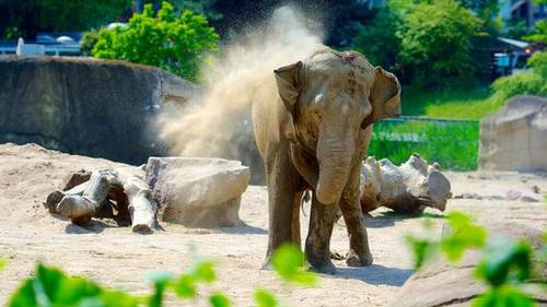 天降橫財 德國一動物園獲贈美國老婦巨額遺產