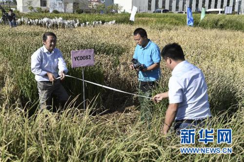 　　9月28日，在青島海水稻研發(fā)中心，測產(chǎn)專家組專家在對取樣海水稻進(jìn)行面積測量。金秋九月，黃海之濱，一片生長在咸水中的特殊水稻已稻穗累累、壓彎枝頭。這是中國工程院院士、“雜交水稻之父”袁隆平領(lǐng)銜的技術(shù)團(tuán)隊培育出的最新一批“海水稻”。新華社記者 郭緒雷 攝 