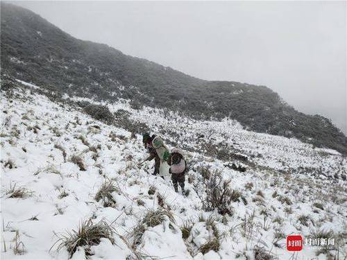 成都首次雪豹專項調查結束:成都范圍有 至少兩只