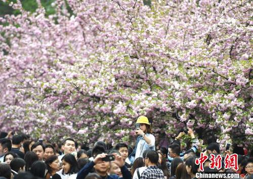 4月1日，中國(guó)科學(xué)技術(shù)大學(xué)校園內(nèi)的櫻花全面盛開(kāi)，萬(wàn)人涌入“櫻花大道”。　韓蘇原 攝