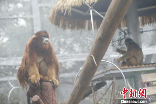 圖為重慶動物園的川金絲猴誠誠和玉玉。　韓璐 攝